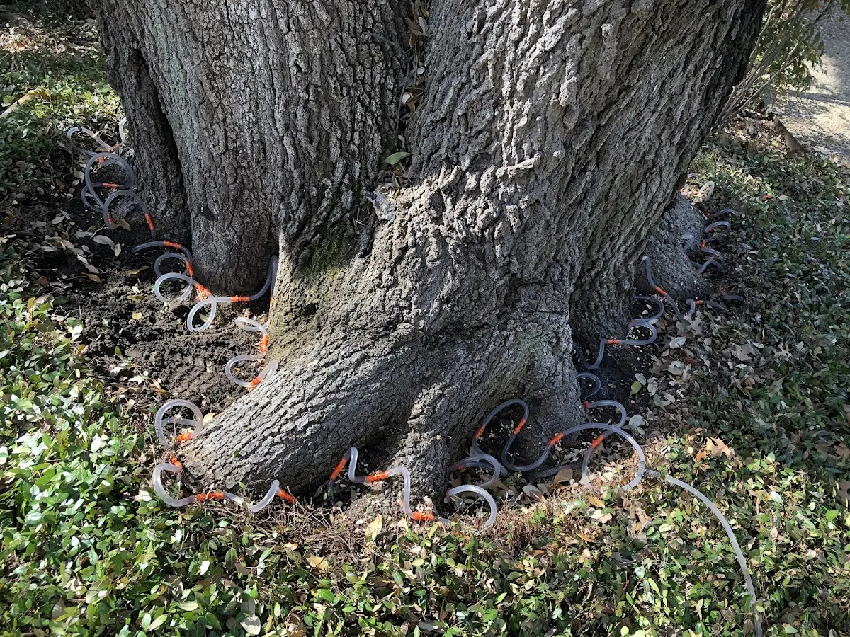 Detailed Shrub and Hedge Trimming job site in Ozone