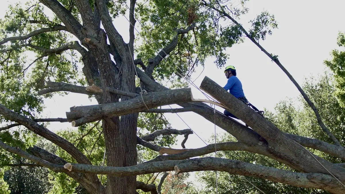 Professional Hazardous Tree Removal performed by certified arborists in Ozone