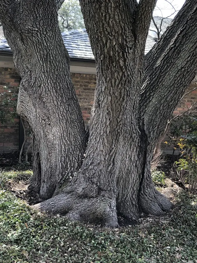Mature heritage tree close to a Ozone property cared for by certified arborists